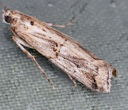 Adult &bull; &copy; Philip Jewess