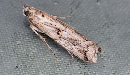 Pempelia genistella