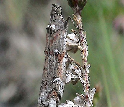 Adult &bull; Aish Tor, Newbridge, Dartmoor, Devon. August 2003 &bull; &copy; John Walters
