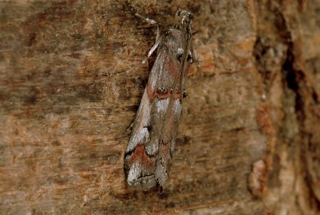 Pempelia palumbella