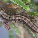 Larva • on Calluna, Chudleigh Knighton Heath, Devon • © Bob Heckford