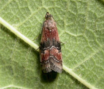 Adult &bull; &copy; Keith Naylor