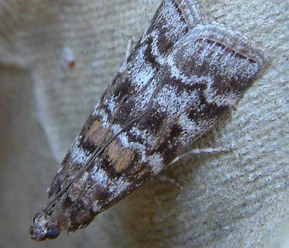 Adult &bull; Brandon, Suffolk &bull; &copy; Graham Austin