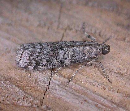 Adult &bull; Hellerup, Denmark &bull; &copy; Donald Hobern