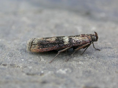 Dioryctria simplicella