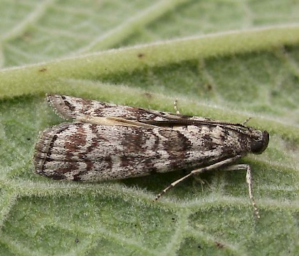 Adult &bull; East Ross, Scotland &bull; &copy; Nigel Richards