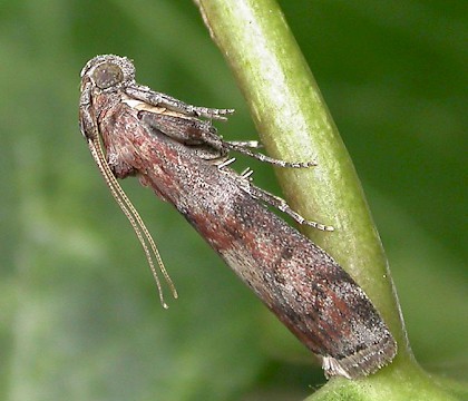 Adult &bull; Eye, Suffolk &bull; &copy; Paul Kitchener