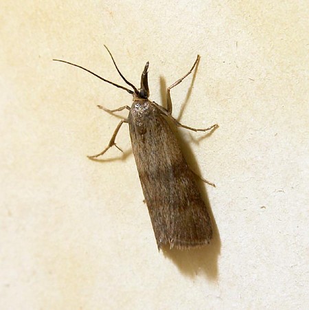 Hypochalcia ahenella