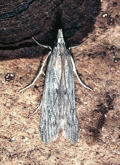 Epischnia asteris