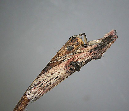 Adult &bull; Plymstock, Devon. Reared from Euonymus berries &bull; &copy; Bob Heckford