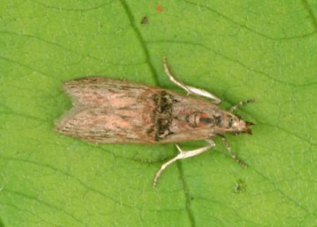 Nephopterix angustella