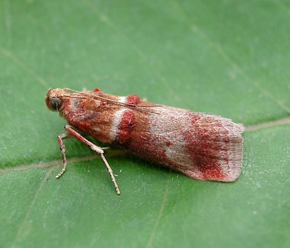 Adult &bull; Durlston Country Park, Dorset &bull; &copy; Steve Nash