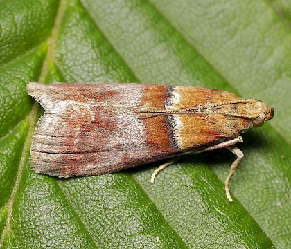 Adult &bull; Essex &bull; &copy; Tristan Bantock