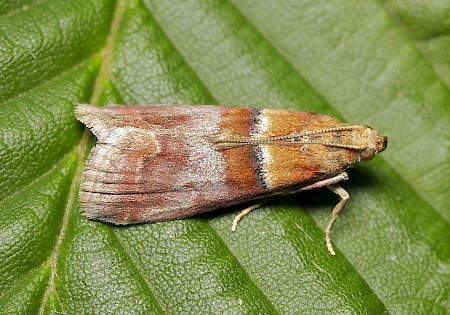 Acrobasis repandana