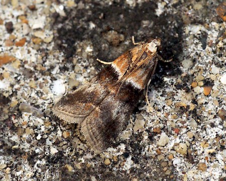 Acrobasis repandana