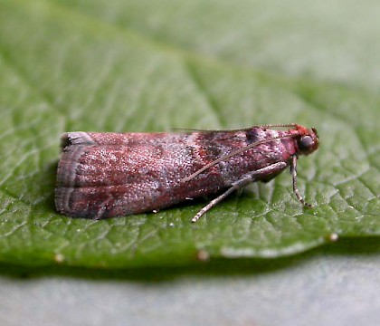 Adult &bull; Fleet, Hants &bull; &copy; Rob Edmunds