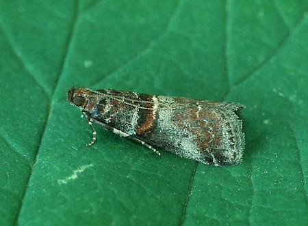 Acrobasis advenella