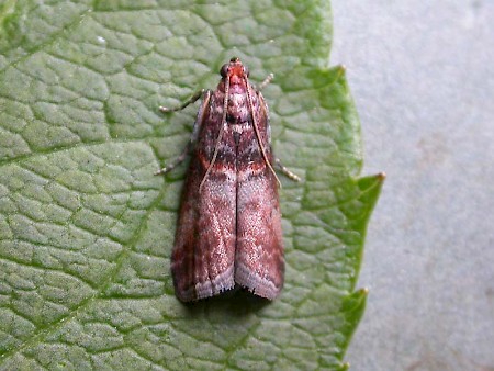 Acrobasis advenella