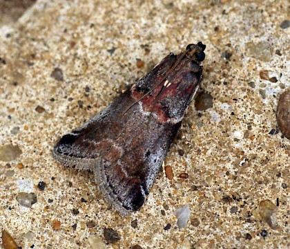 Adult &bull; Braughing, Hertfordshire &bull; &copy; Ben Sale