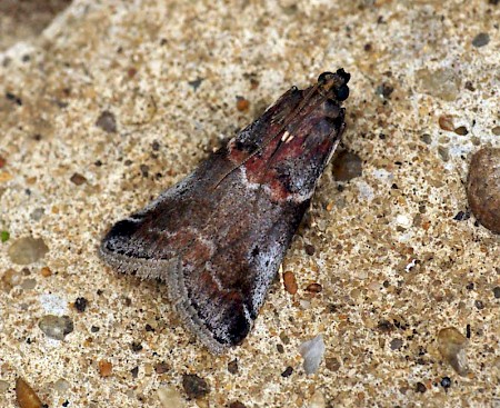 Acrobasis suavella