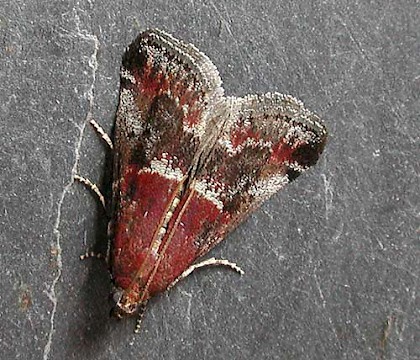 Adult &bull; Harlech, Gwynedd &bull; &copy; Helen Bantock