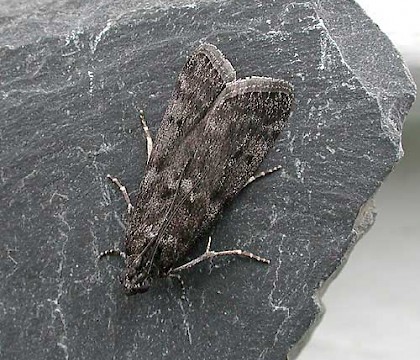 Adult &bull; Harlech, Gwynedd &bull; &copy; Helen Bantock