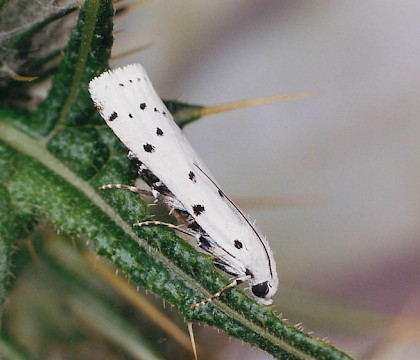 Adult &bull; Littleborough, Lancashire &bull; &copy; Ian Kimber
