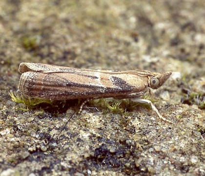 Adult &bull; Dorset &bull; &copy; Paul Harris