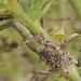 Larva • On prickly saltwort (Salsola kali), Dawlish Warren, Devon. 7 Sept 2003 • © John Walters