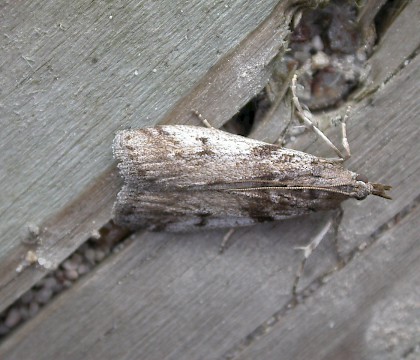 Adult &bull; Hellerup, Denmark &bull; &copy; Donald Hobern