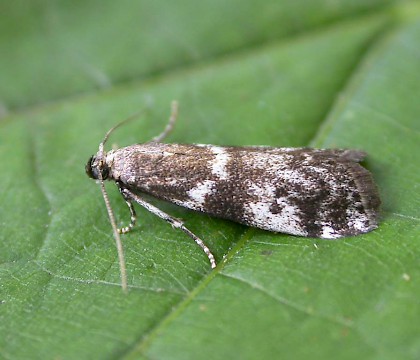 Adult &bull; &copy; Francis Solly