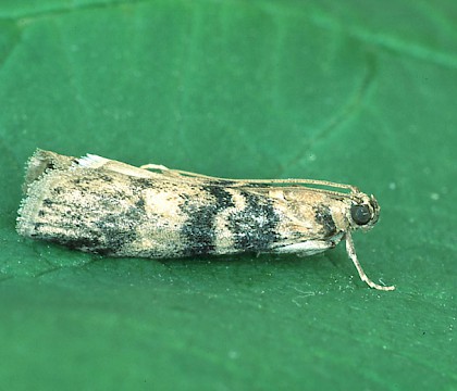 Adult &bull; Dordogne, France &bull; &copy; Ian Kimber