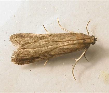 Adult &bull; Ripon, N.Yorks &bull; &copy; Charles Fletcher