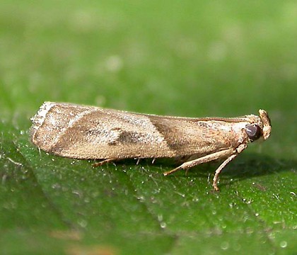 Adult &bull; Dunwich, Suffolk &bull; &copy; Paul Kitchener