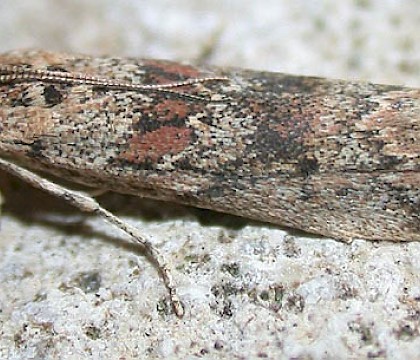 Adult &bull; &copy; Jon Stokes