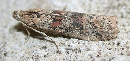 Ancylosis oblitella