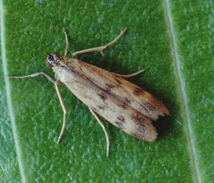 Adult &bull; Argeles, S. France &bull; &copy; Ian Kimber