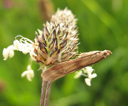 Homoeosoma sinuella