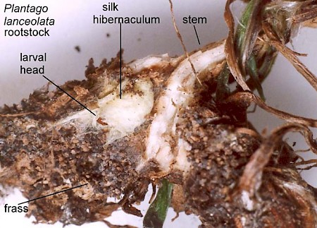 Homoeosoma sinuella