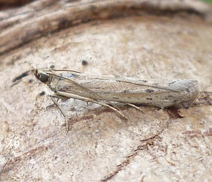 Adult &bull; Hengistbury Head, Dorset &bull; &copy; Mike Jeffes