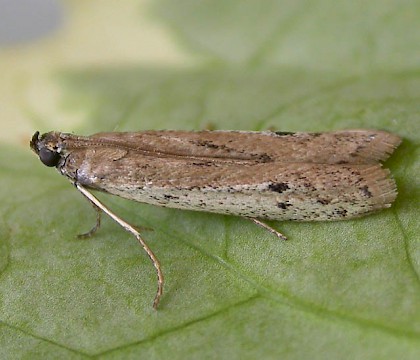 Adult &bull; Chorlton, Greater Manchester, reared from larva &bull; &copy; Ben Smart