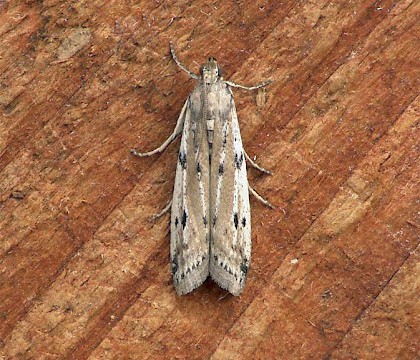 Adult &bull; Hillmorton, Rugby, Warwickshire &bull; &copy; Paul Nicholas