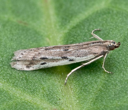 Adult &bull; South Uist, Outer Hebrides &bull; &copy; Chris Johnson