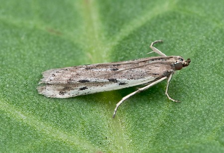 Phycitodes saxicola