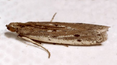 Phycitodes saxicola