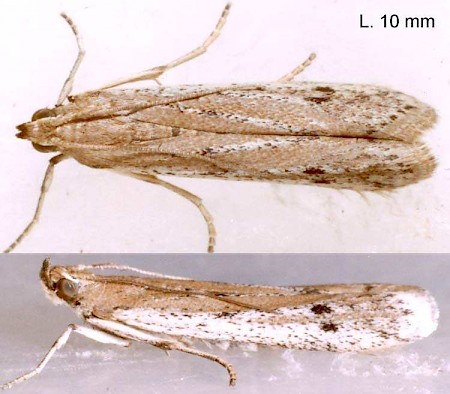 Phycitodes saxicola