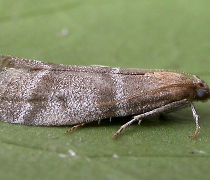 Adult &bull; Ipswich, Suffolk &bull; &copy; Paul Kitchener