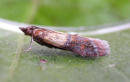 Indian Meal Moth Plodia interpunctella