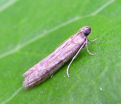 Adult &bull; &copy; Shane Farrell