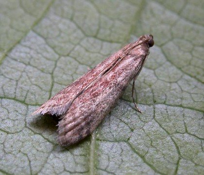 Adult &bull; Eye, Suffolk &bull; &copy; Nigel Whinney